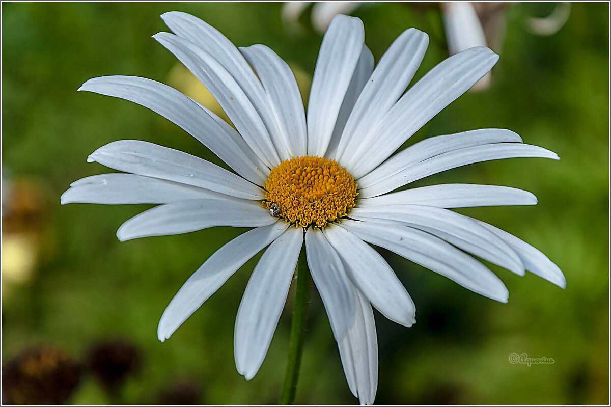 Про цветы... - Aquarius - Сергей