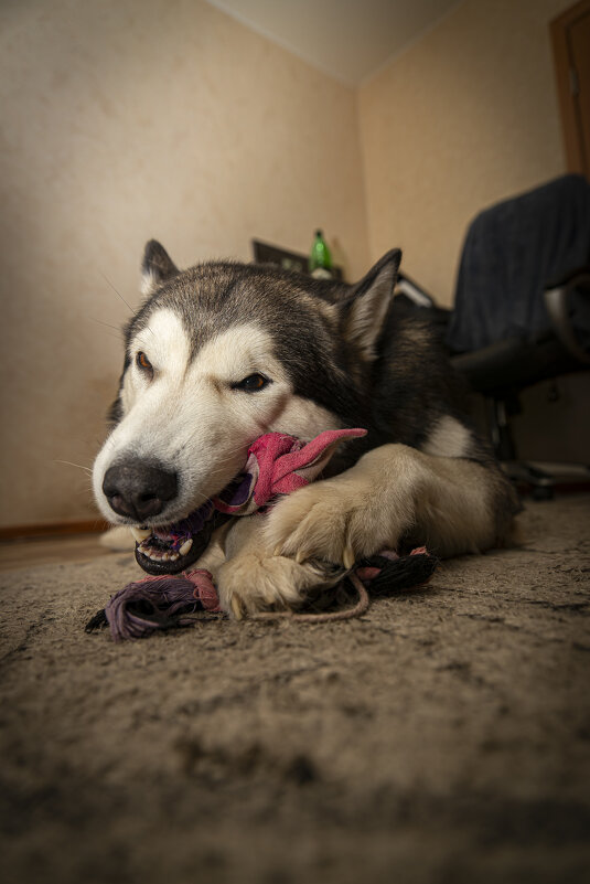 Ярик. - leff Postnov