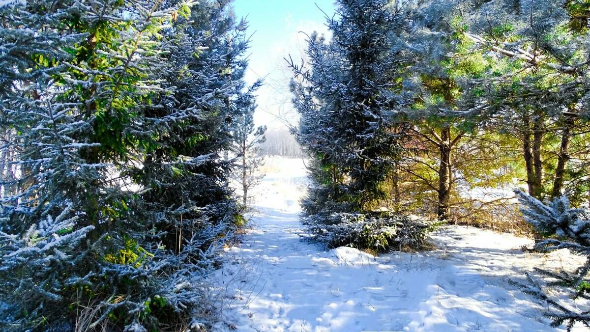 Картинка зимы (репортаж из поездок по области). - Милешкин Владимир Алексеевич 
