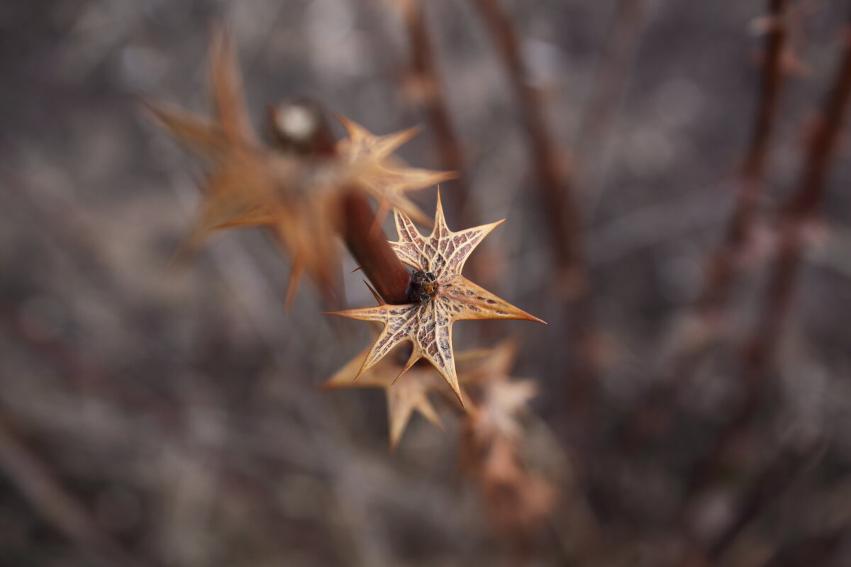 колючка - Александр Кольцов