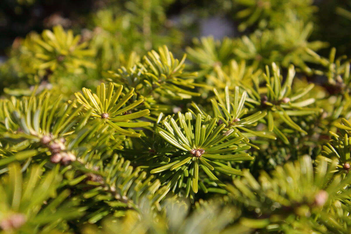 "солнечная" хвоя - Александр Кольцов "солнечная" хвоя - Александр Кольцов