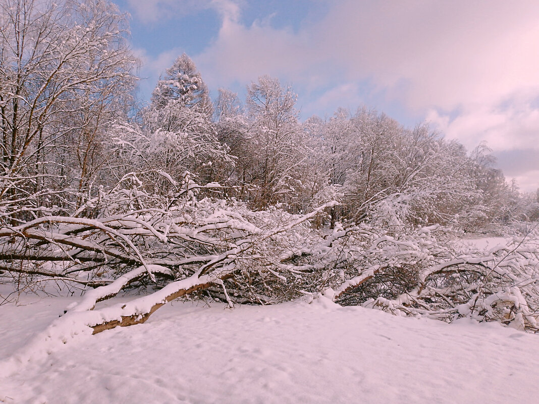 Зимний день в Захаровском  парке - Сергей Кочнев