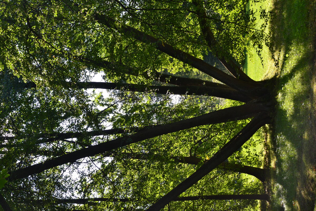 Стволы веером. - Надежда 