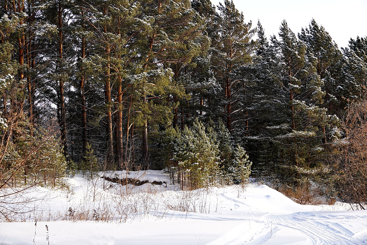Нынешней зимой - Галина Кан Нынешней зимой - Галина Кан