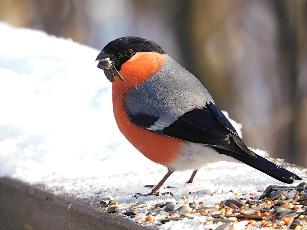 Снегирь - Лина Снегирь - Лина