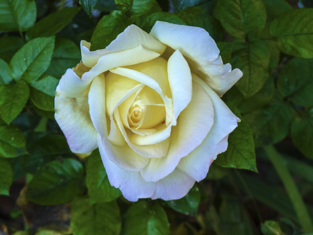 Роза Флорибунда - Валентин Семчишин