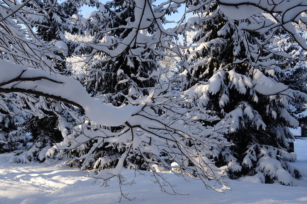 Снежный февраль - Рита Симонова