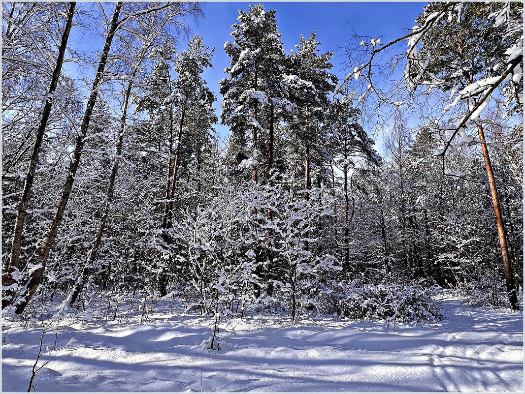 Февральский лес. - Валерия Комова