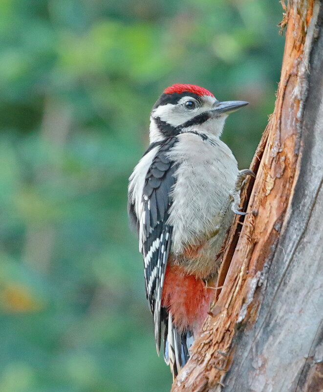 малыш - Andrey Bragin 