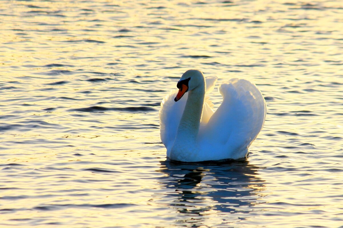 Лебедь - Юрий. Шмаков Лебедь - Юрий. Шмаков