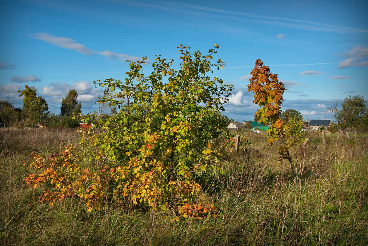 Осени краски - lady v.ekaterina