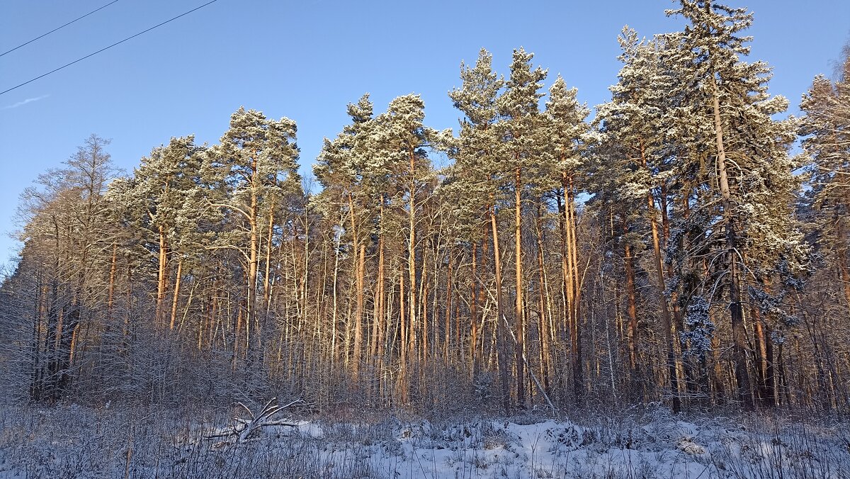 В лесу - Татьяна Тюменка В лесу - Татьяна Тюменка
