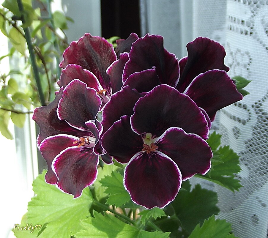 Герань - Freddy 97 Герань - Freddy 97