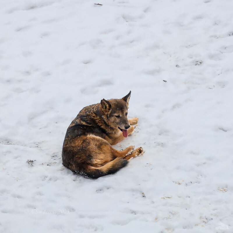 Собака на снегу - Александр Синдерёв