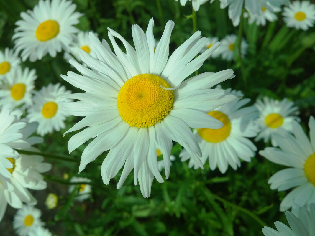 ,,, - Сергей Тимоновский ,,, - Сергей Тимоновский