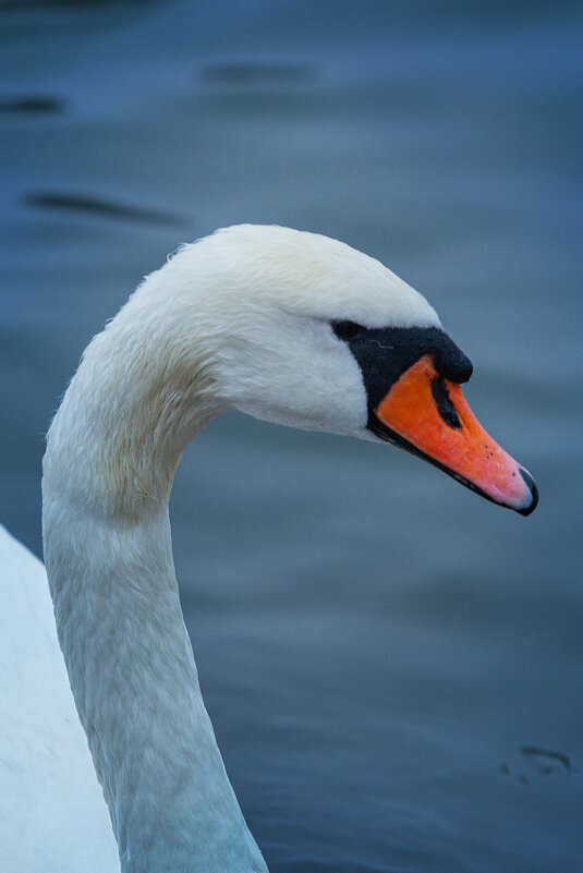 я гордый - Denis Doroshenko