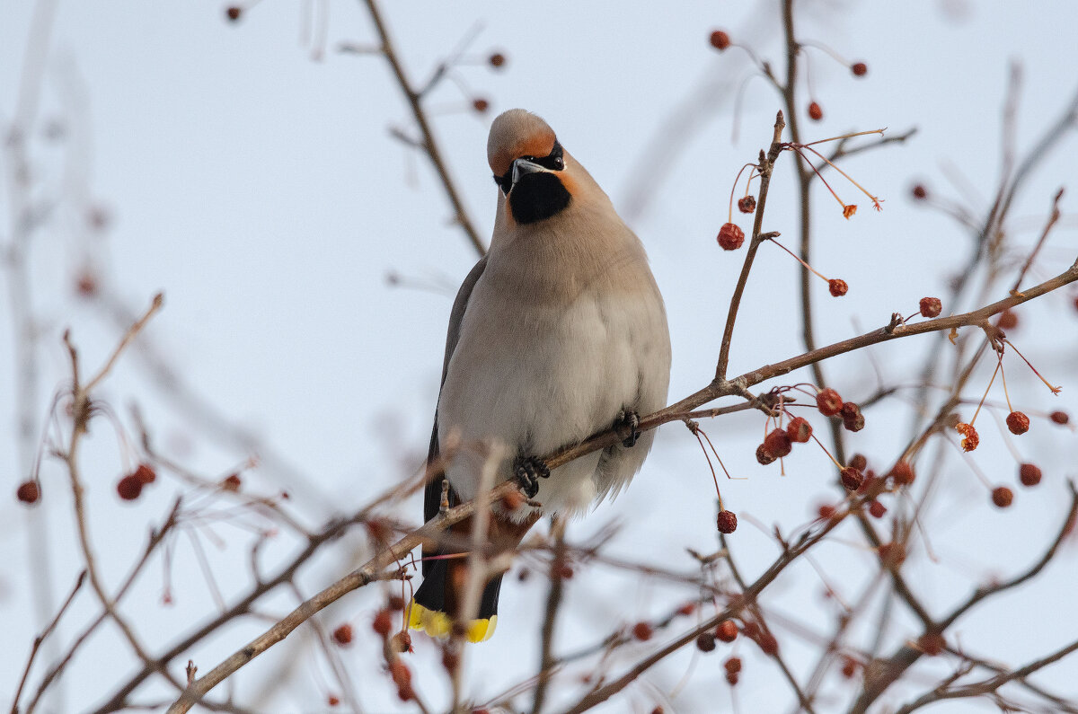 Свиристель. - Виктор Иванович Чернюк Свиристель. - Виктор Иванович Чернюк