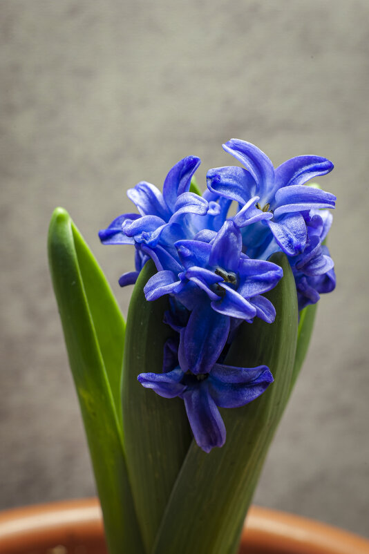 Гиацинты - это прекрасные цветы, которые радуют не только красотой, но и ароматом. - Вадим Басов