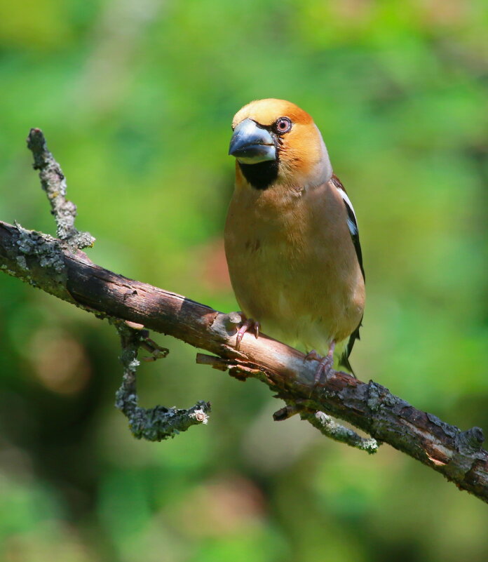 про дубоноса - Andrey Bragin про дубоноса - Andrey Bragin