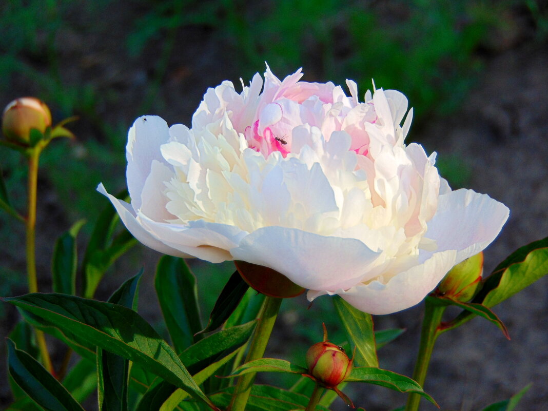 Пион. - nadyasilyuk Вознюк Пион. - nadyasilyuk Вознюк