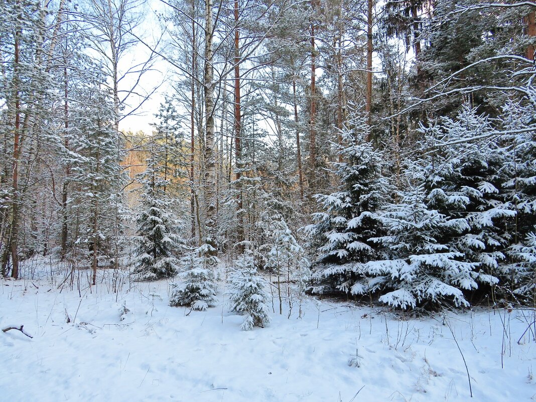 Снежный лес - Андрей Снегерёв Снежный лес - Андрей Снегерёв