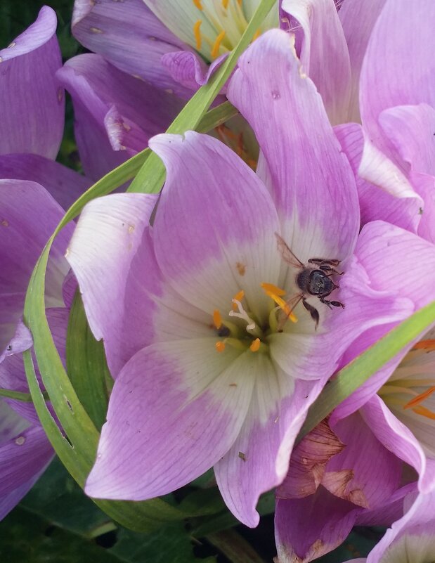 лето - Наталия Кольцова