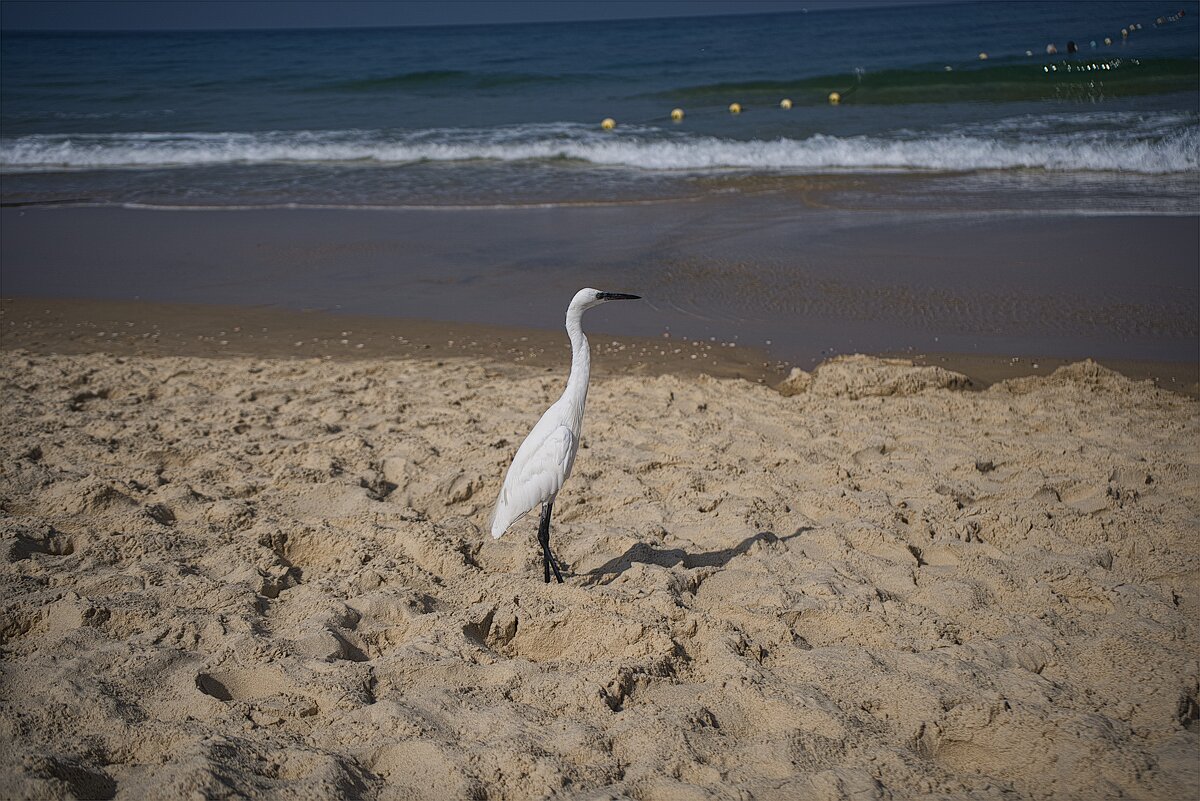 Малая белая цапля   *Израиль середиземное море - ujgcvbif 