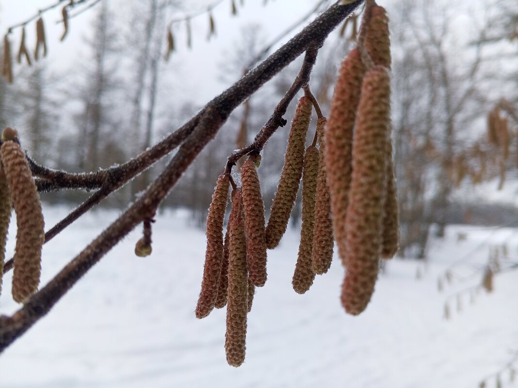 Орешник - Сапсан 