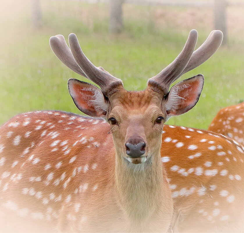пятнистая красота - Andrey Bragin 