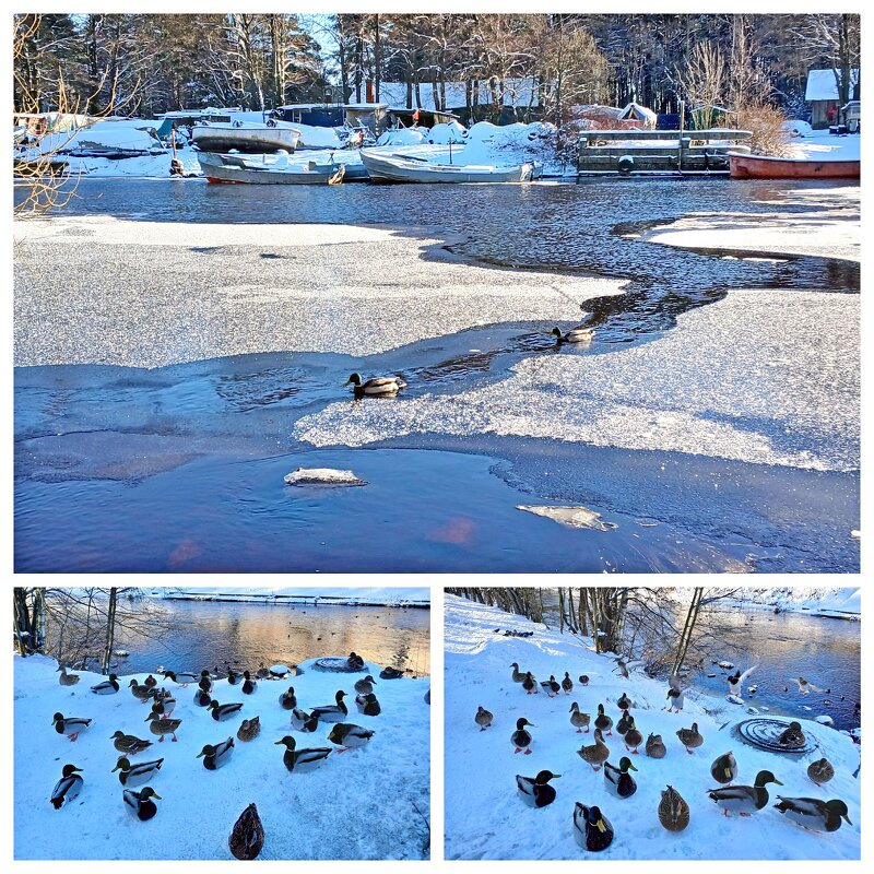 Утки. - Лия ☼ Утки. - Лия ☼