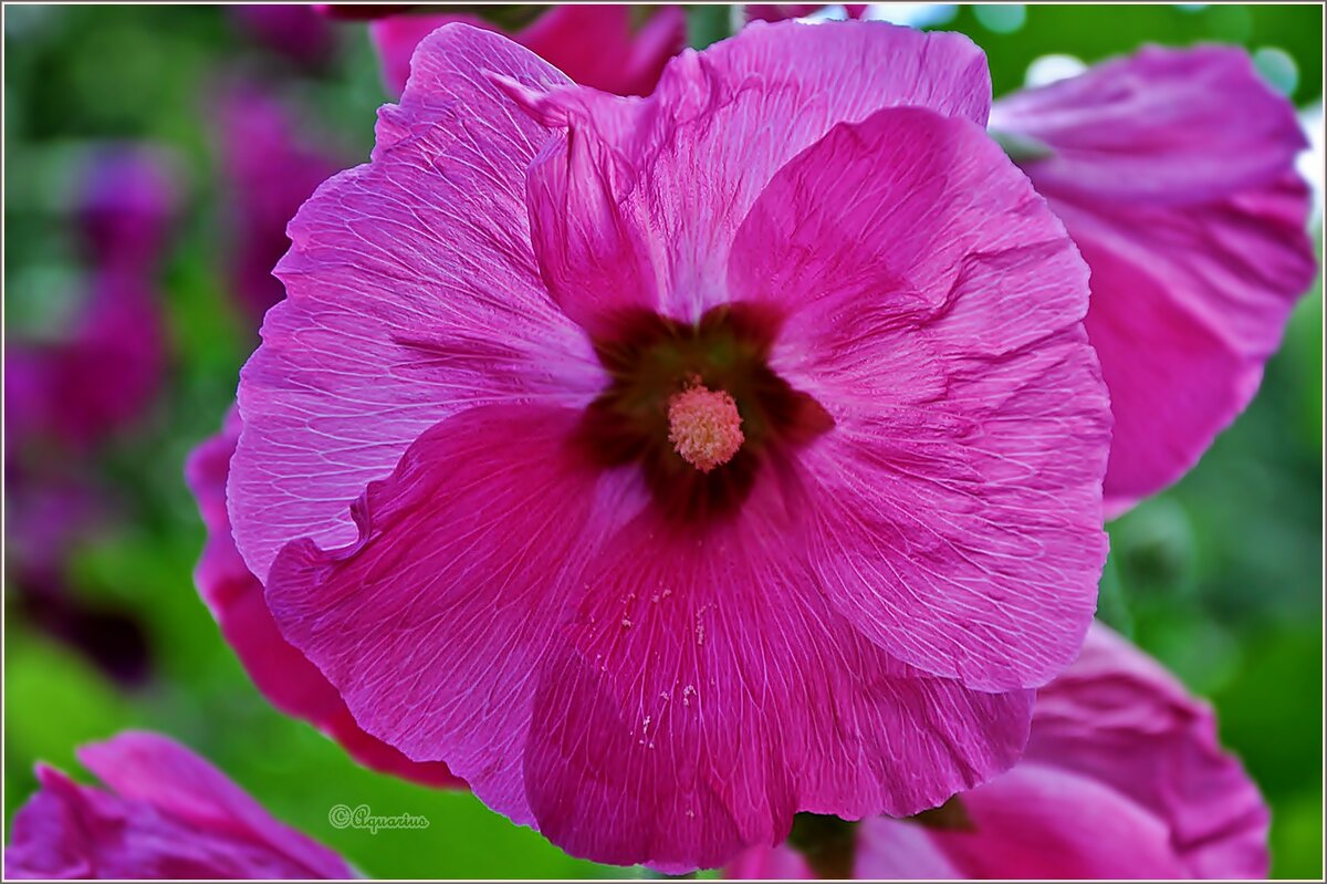 Летним вечером... - Aquarius - Сергей Летним вечером... - Aquarius - Сергей