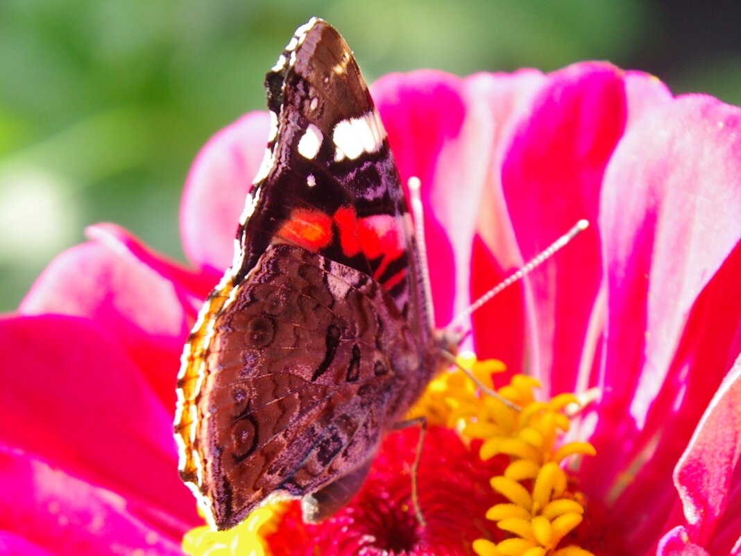 Бабочка - Сергей Швечков