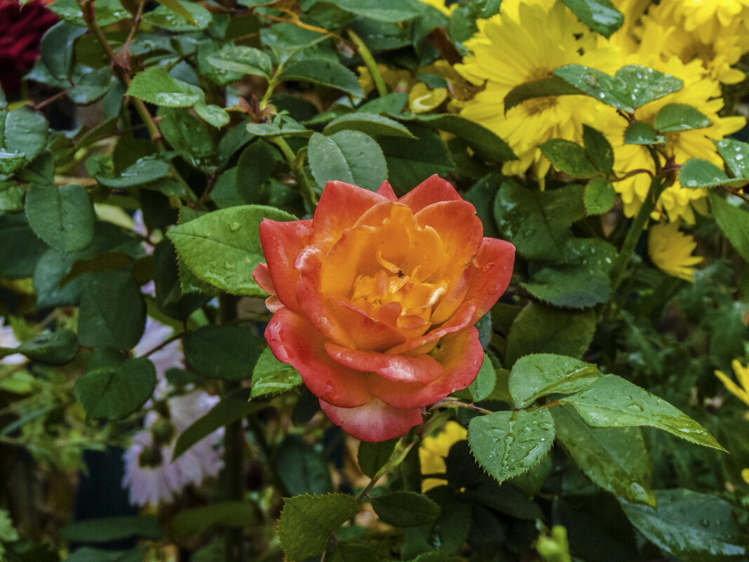 Оранжевая роза с красной канвой - Валентин Семчишин Оранжевая роза с красной канвой - Валентин Семчишин