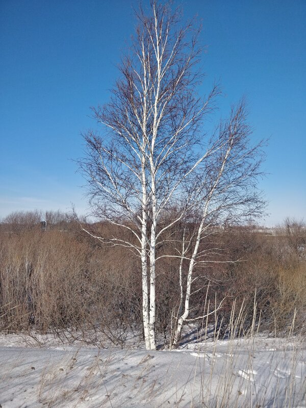 Берёзка - Андрей Хлопонин Берёзка - Андрей Хлопонин