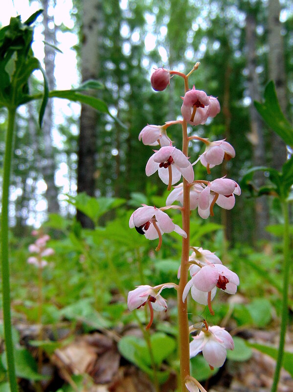 Грушанка. - nadyasilyuk Вознюк Грушанка. - nadyasilyuk Вознюк