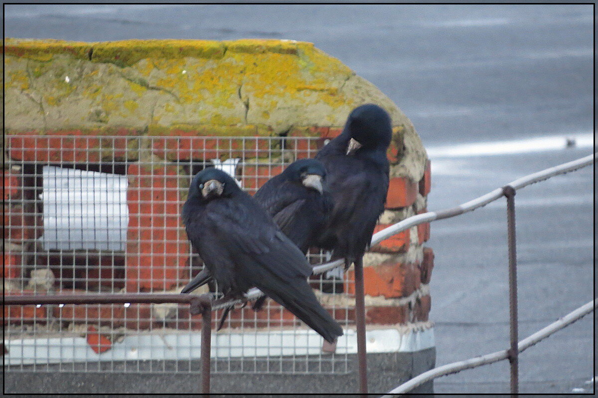 Ждём весну - Сеня Белгородский