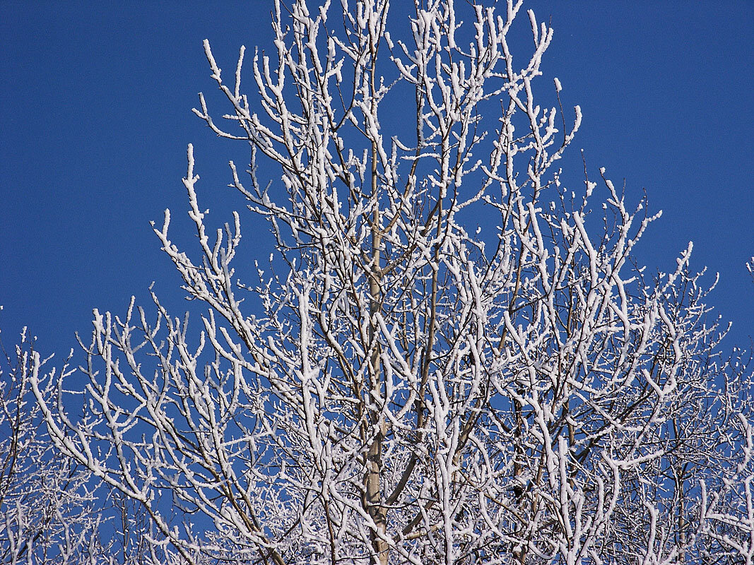 Снежные кружева - MILAV V