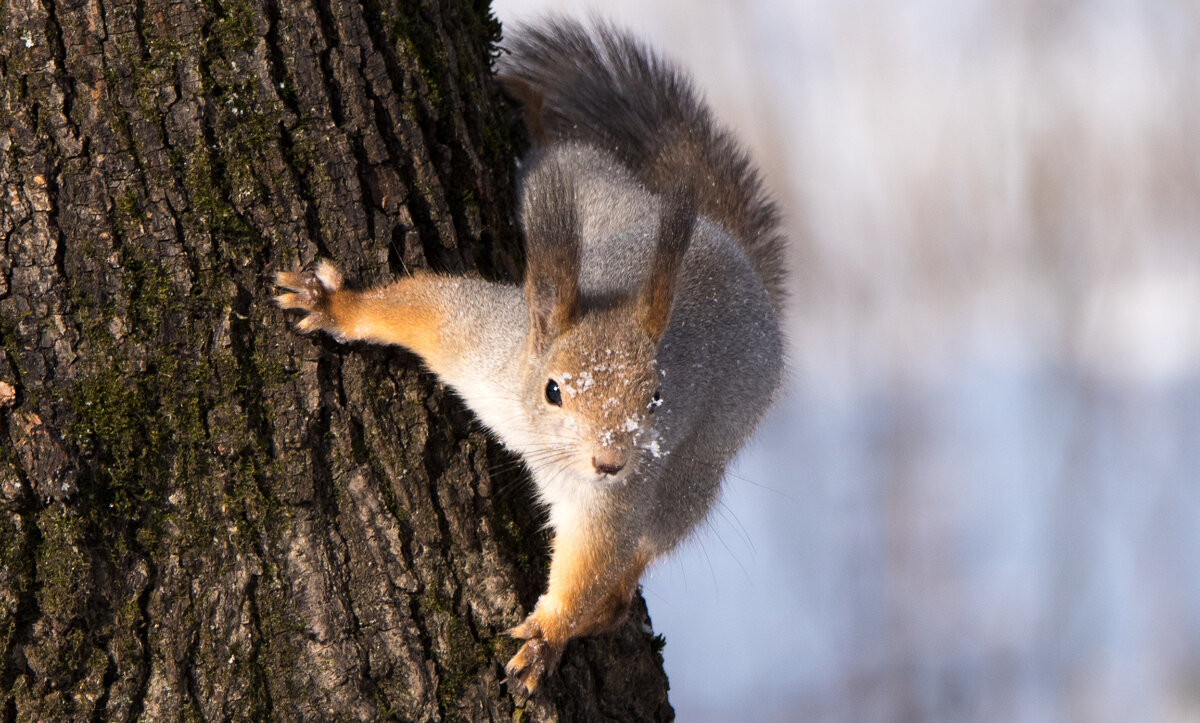 Портрет белки. - Владимир Безбородов