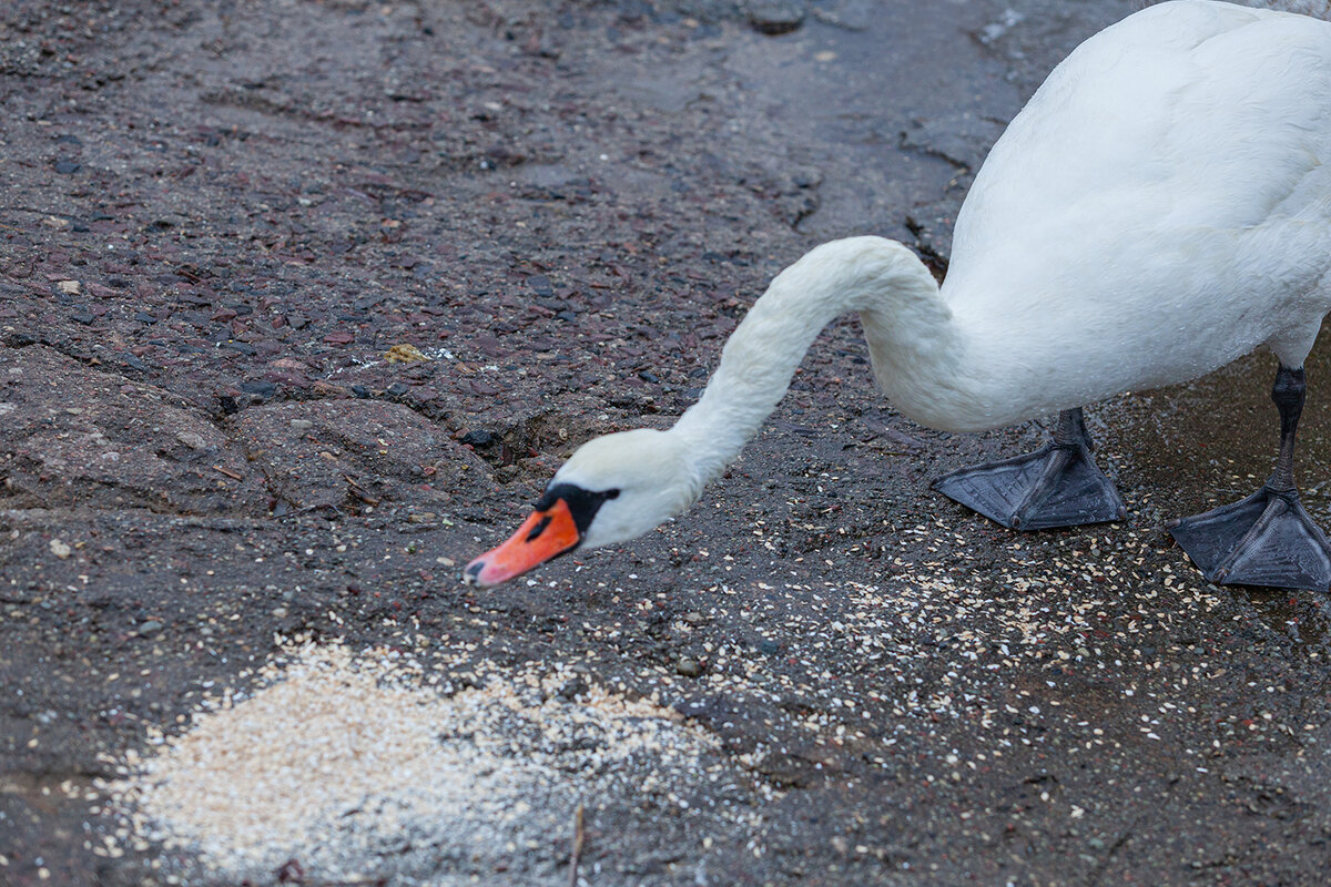 завтрак - Denis Doroshenko