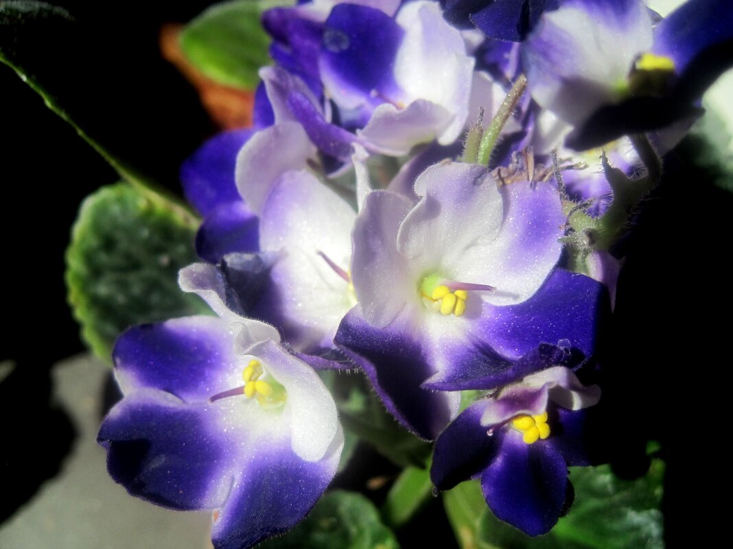 Фиалка - Елена Семигина Фиалка - Елена Семигина