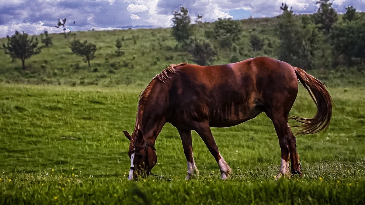 Ольденбургская лошадь - Aleksey Afonin