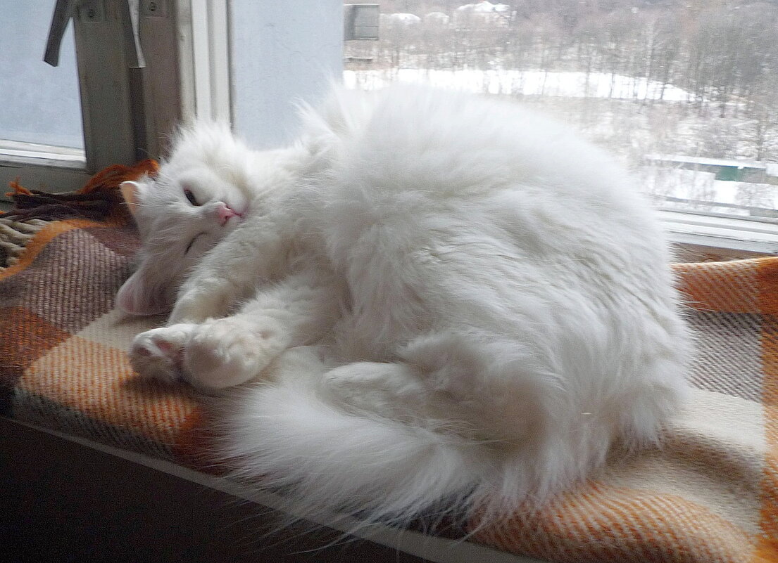 Спящая Соня. - Ольга Довженко