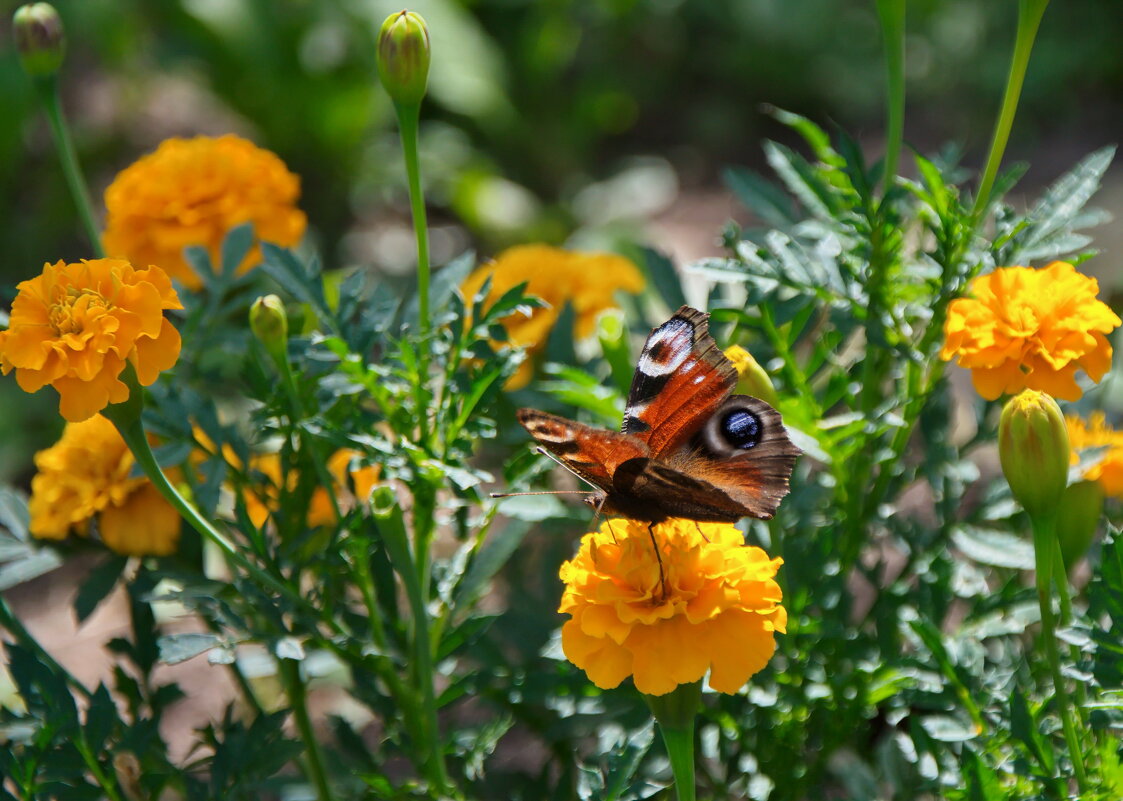 Летний этюд - lady v.ekaterina Летний этюд - lady v.ekaterina
