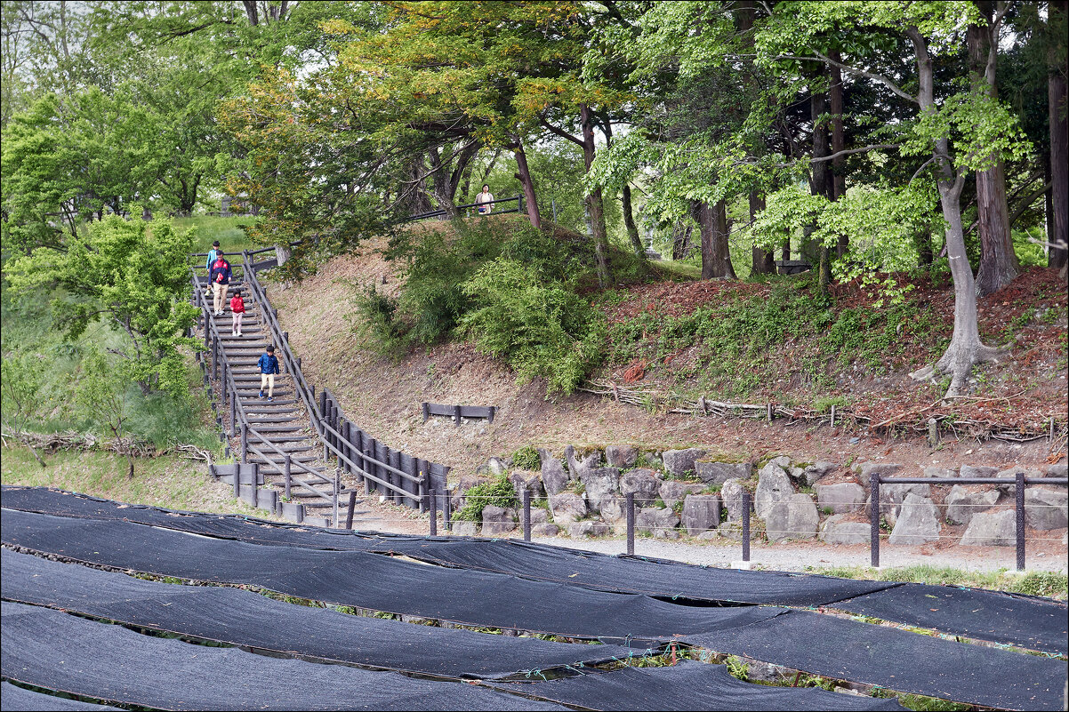 Лестница, ведущая к грядкам васаби. - Валерий Готлиб Лестница, ведущая к грядкам васаби. - Валерий Готлиб