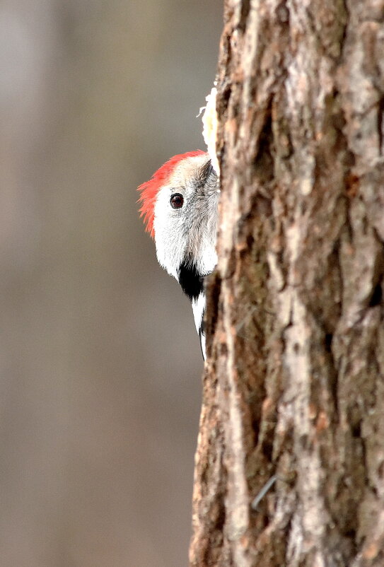 Ку. ку - Алексей .