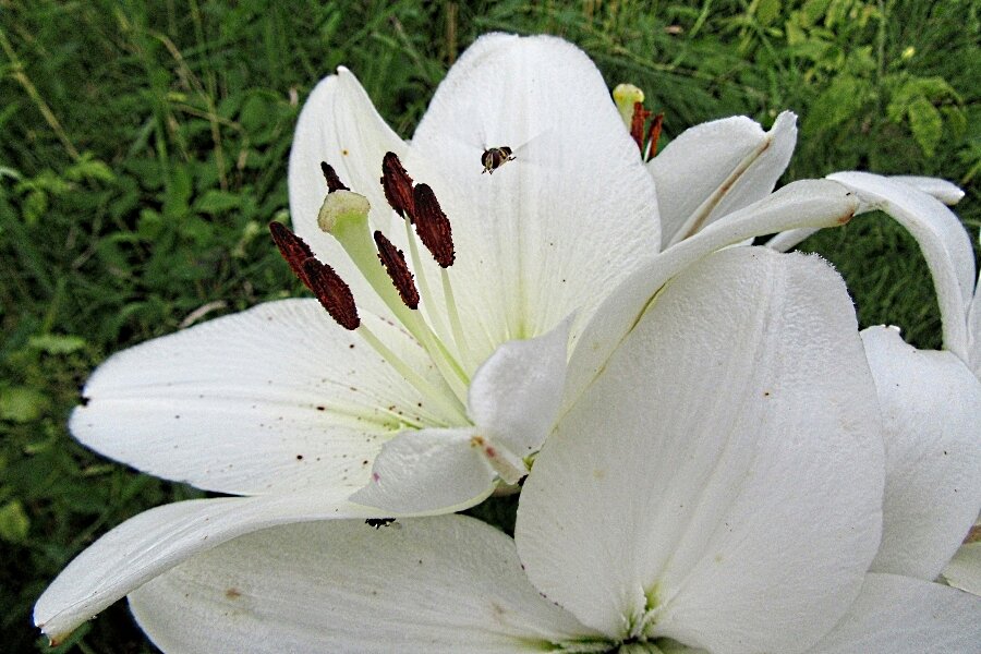 "  Лебедь   белая   плывёт..." - Галина Кузьмина