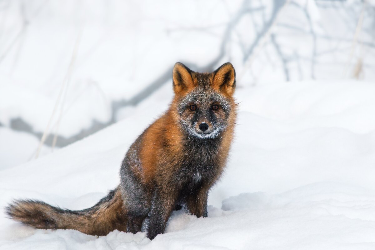Лиса крестовка - Ника Романенко Лиса крестовка - Ника Романенко