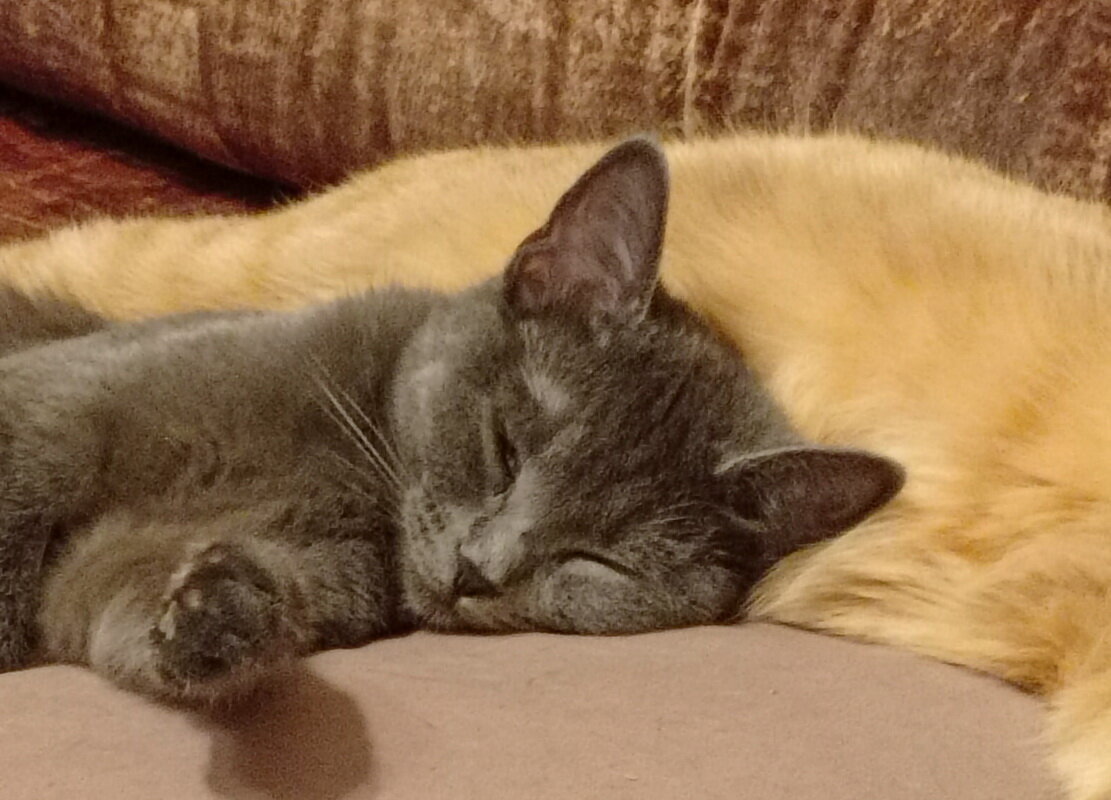 Под брюшком у дружка... - Александр Чеботарь Под брюшком у дружка... - Александр Чеботарь