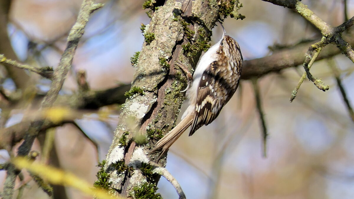 "Пищуха" (не будем забывать о кормушках)...сделайте кормушку для птиц. - "The Natural World" Александер "Пищуха" (не будем забывать о кормушках)...сделайте кормушку для птиц. - "The Natural World" Александер