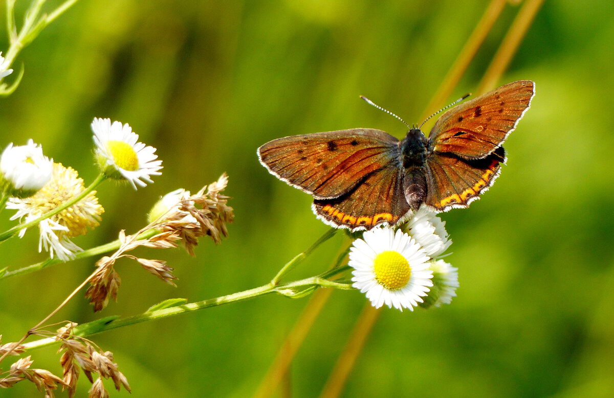 опять про бабочек 379 - Александр Прокудин опять про бабочек 379 - Александр Прокудин